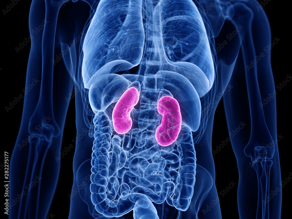 3d rendered medically accurate illustration of the human kidneys 3d rendered medically accurate illustration of the human kidneys