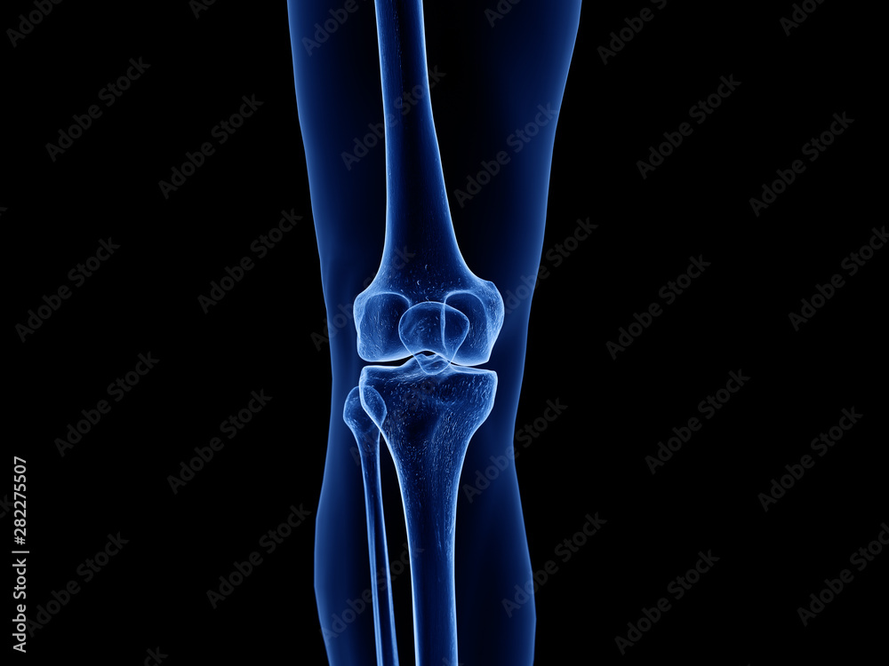 3d rendered medically accurate illustration of the healthy knee joint 3d rendered medically accurate illustration of the healthy knee joint