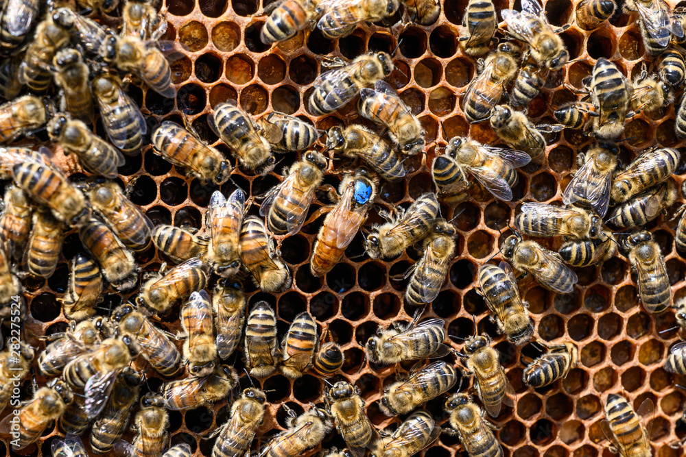 blue mark queen Bee working Honey bees beehive Wax Frame beekeeping blue mark queen Bee working Honey bees beehive Wax Frame beekeeping
