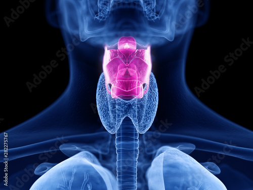 Photography 3d rendered medically accurate illustration of the human larynx