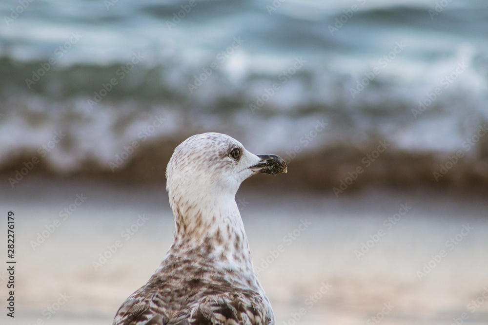 Photo of the details of a seagull looking towards the horizon and with the sea in the background Photo of the details of a seagull looking towards the horizon and with the sea in the background