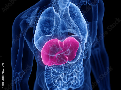 3d rendered medically accurate illustration of the liver