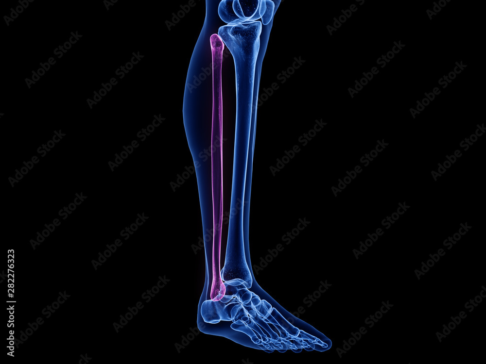 3d rendered medically accurate illustration of the fibula bone 3d rendered medically accurate illustration of the fibula bone