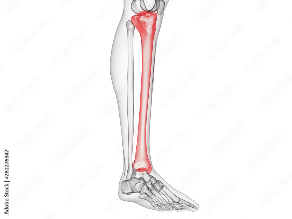 3d rendered medically accurate illustration of the tibia bone 3d rendered medically accurate illustration of the tibia bone