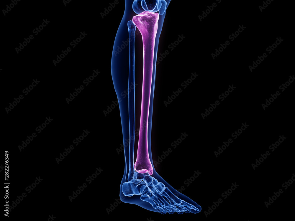 3d rendered medically accurate illustration of the tibia bone 3d rendered medically accurate illustration of the tibia bone