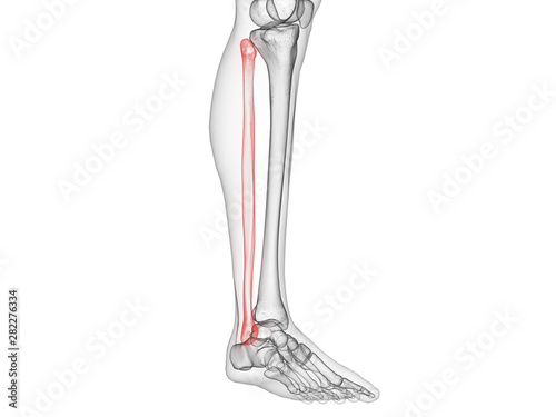 3d rendered medically accurate illustration of the fibula bone