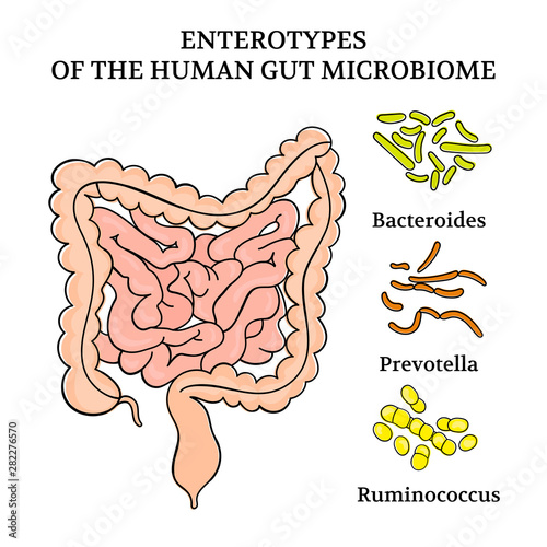 ENTEROTYPES OF THE HUMAN GUT MICROBIOME Intestines Medicine Scheme Anatomy Human Hand Draw Vector Illustration Set photo