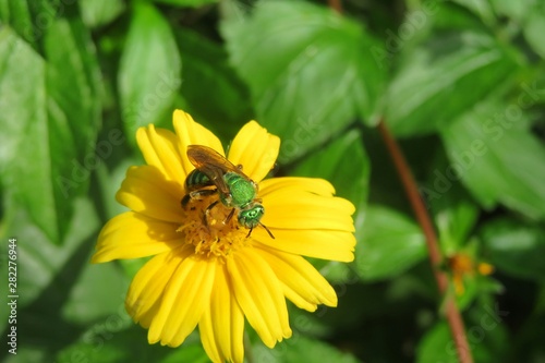 Tropical agapostemon green bee on yellow flower in Florida nature  closeup