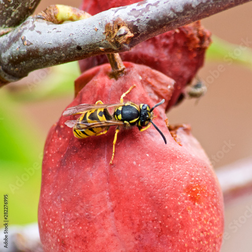 Wasp Feeding on a Garden Plum