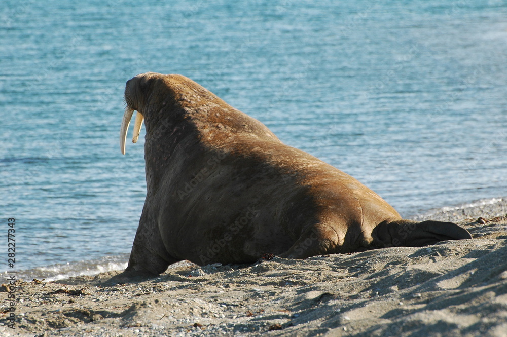 Fototapeta premium Seelöwe 2