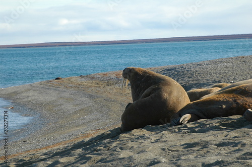 Seelöwe 4