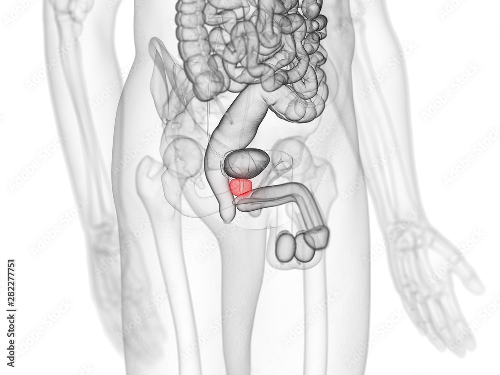 3d rendered medically accurate illustration of the prostate 3d rendered medically accurate illustration of the prostate