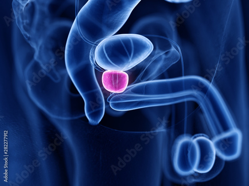 3d rendered medically accurate illustration of the prostate photo