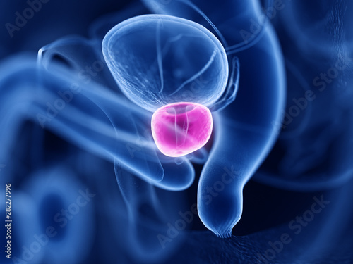3d rendered medically accurate illustration of the prostate photo