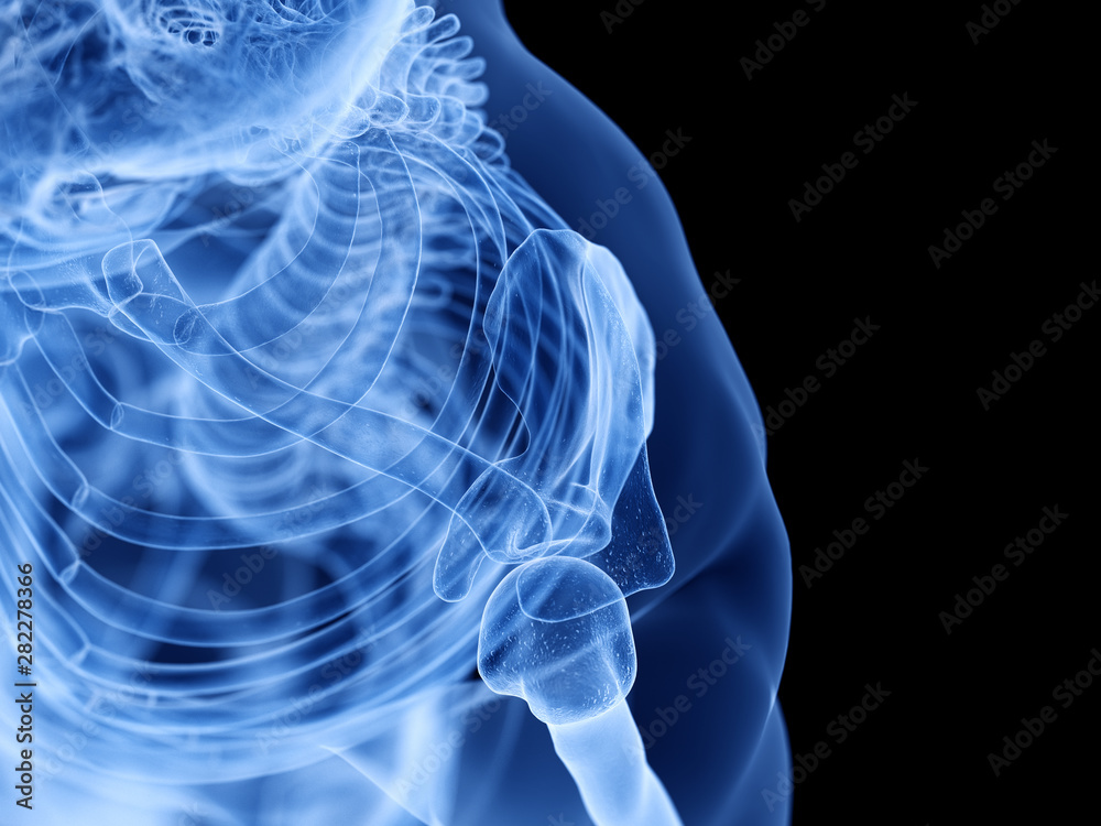 3d rendered medically accurate illustration of the skeletal shoulder 3d rendered medically accurate illustration of the skeletal shoulder
