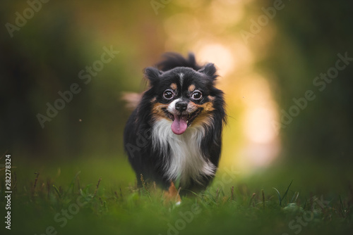 Chihuahua dog walking on green grass with bokeh background in the golden hour