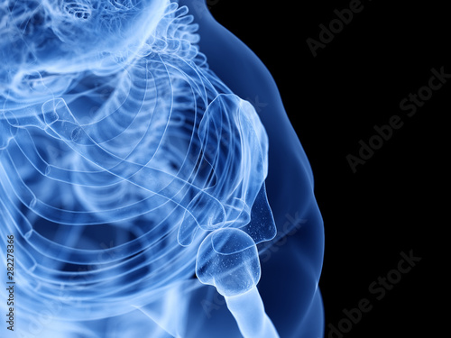 3d rendered medically accurate illustration of the skeletal shoulder