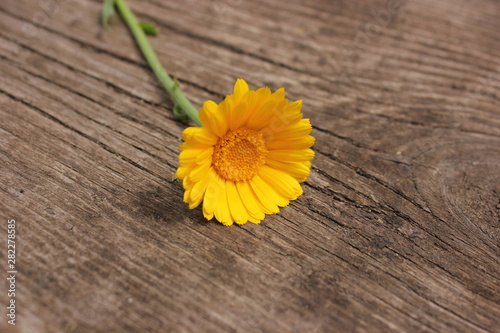  yellow calendula officinalis flower one on wooden background