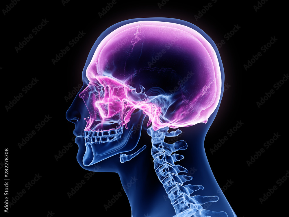 3d rendered medically accurate illustration of the cranium