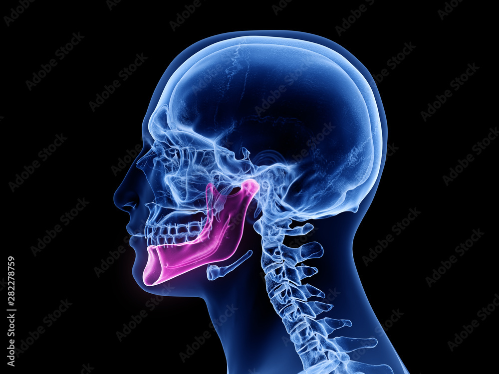 3d rendered medically accurate illustration of the jaw bone 3d rendered medically accurate illustration of the jaw bone