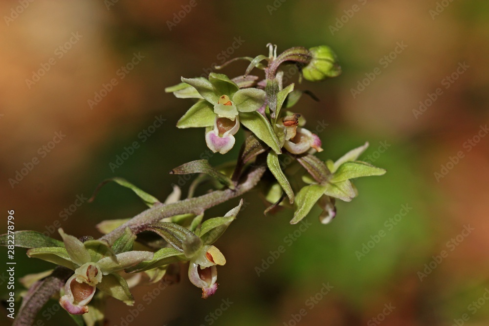 Makroaufnahme einer Violetten Stendelwurz (Epipactis purpurata) Makroaufnahme einer Violetten Stendelwurz (Epipactis purpurata)