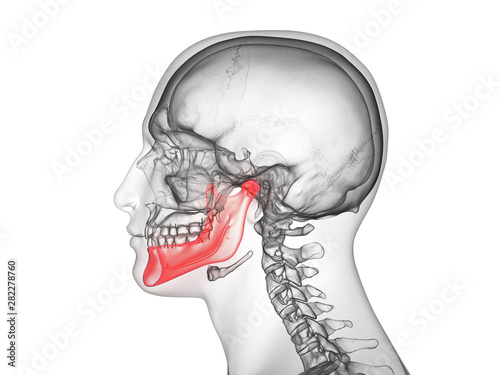 3d rendered medically accurate illustration of the jaw bone photo