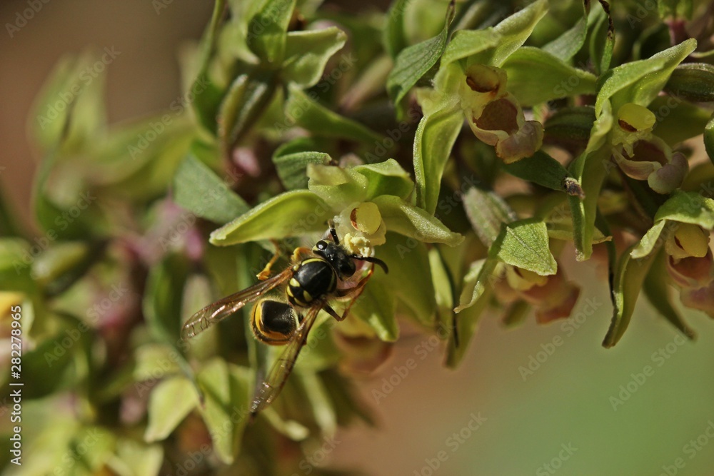 Bestäubende Wespe an Violetter Stendelwurz (Epipactis purpurata)