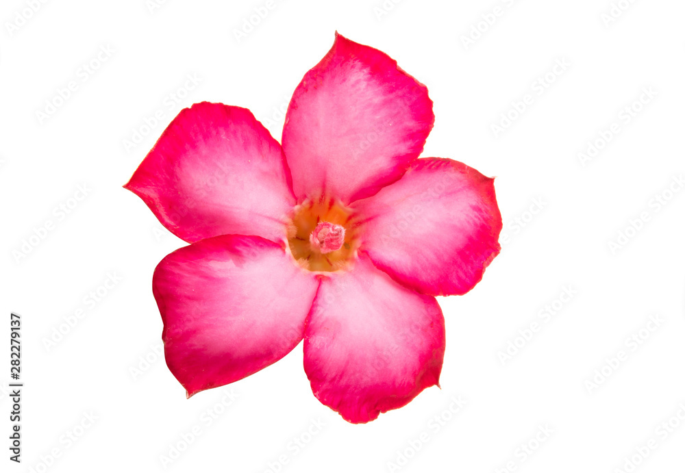 adenium obesum isolated on white background adenium obesum isolated on white background