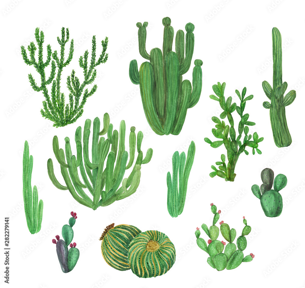 watercolor painting big set with hand drawn cactus garden elements watercolor painting big set with hand drawn cactus garden elements