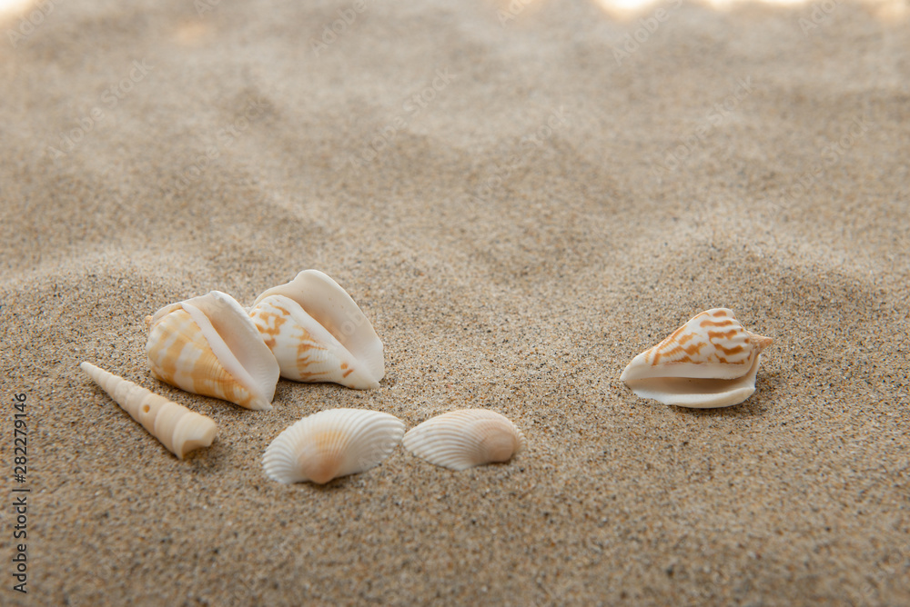 砂浜と貝殻