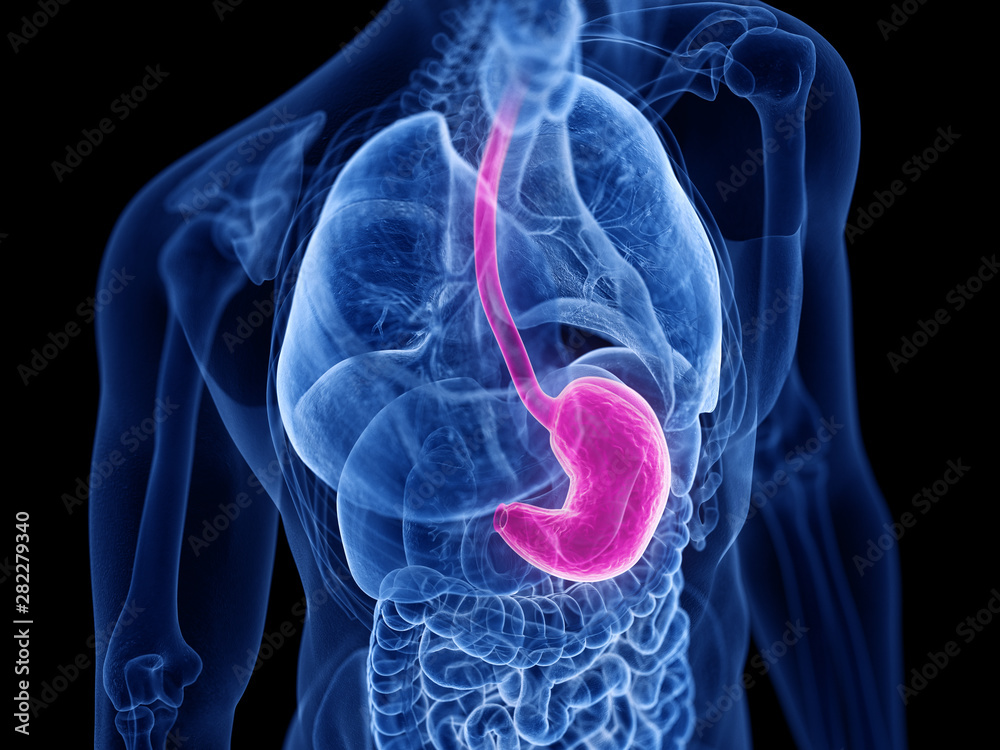 3d rendered medically accurate illustration of the stomach