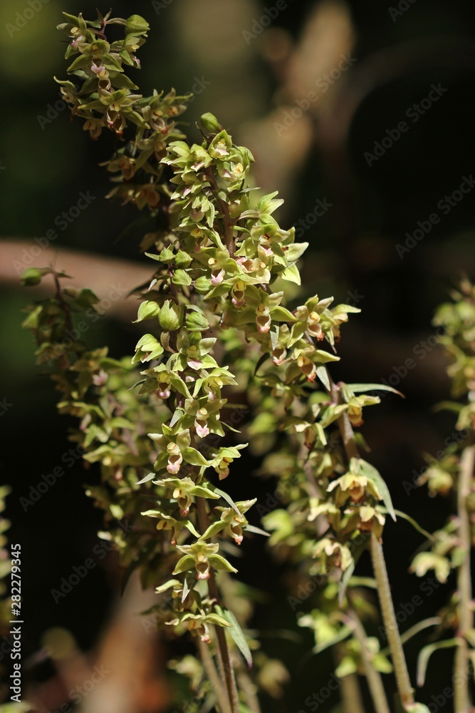 Violette Stendelwurz (Epipactis purpurata) Violette Stendelwurz (Epipactis purpurata)