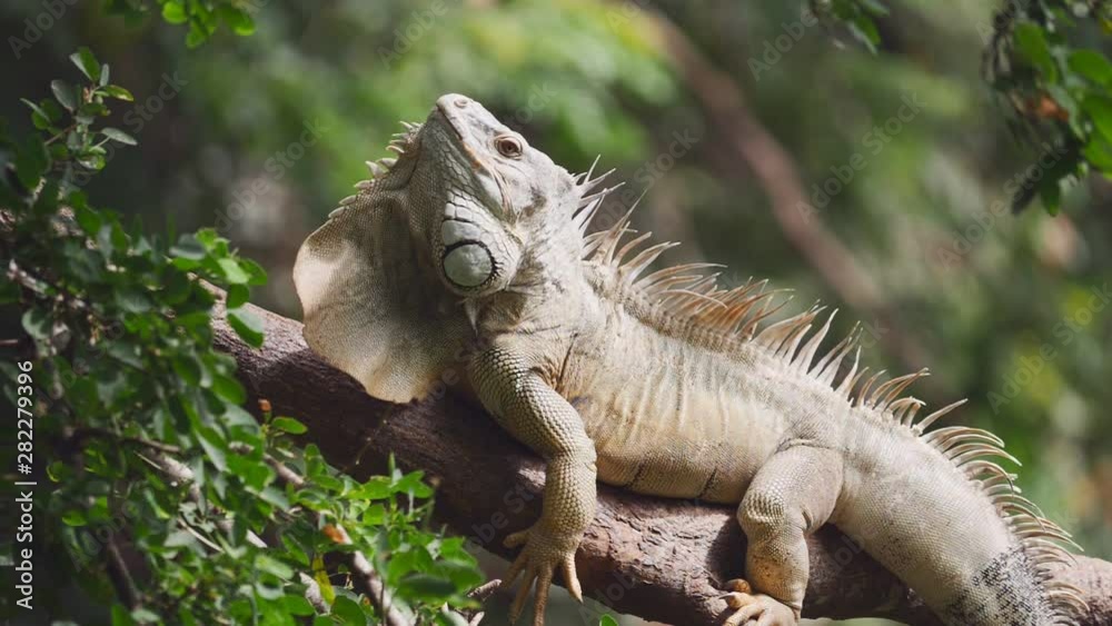 Iguana shakes its head on tree. (Slow motion) Iguana shakes its head on tree. (Slow motion)