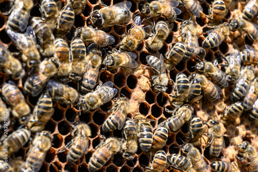 closeup of bees on honeycomb in apiary Honey bee selective focus closeup of bees on honeycomb in apiary Honey bee selective focus