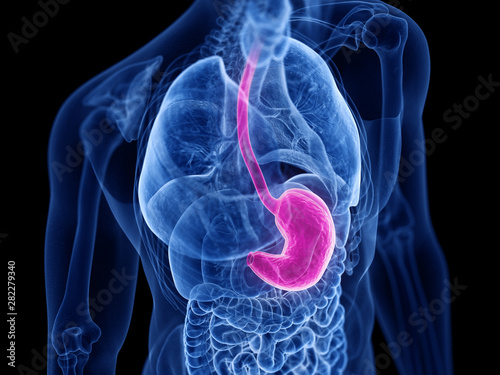 3d rendered medically accurate illustration of the stomach