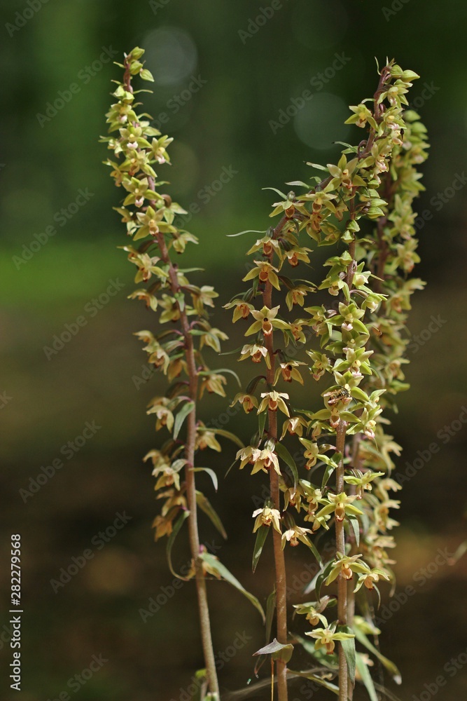 Violette Stendelwurz (Epipactis purpurata) mit bestäubender Wespe Violette Stendelwurz (Epipactis purpurata) mit bestäubender Wespe