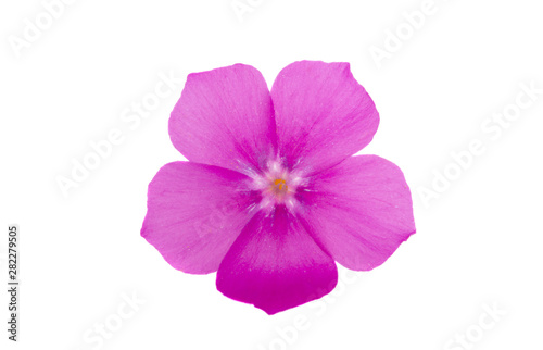 phlox flower isolated