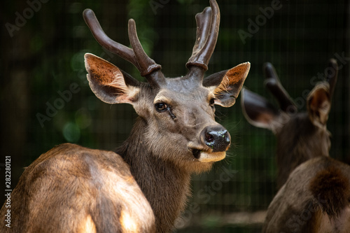 Closeup curious male deer looking at camera in the zoo.