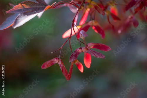 Colourful red samara fruits of a japanese maple