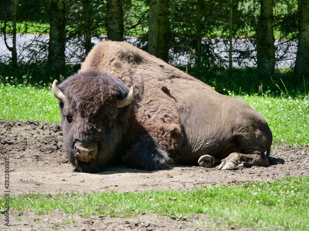 American bison (Bison bison) bull in tall grass short-grass prairie, Tyrol alps, Austria American bison (Bison bison) bull in tall grass short-grass prairie, Tyrol alps, Austria
