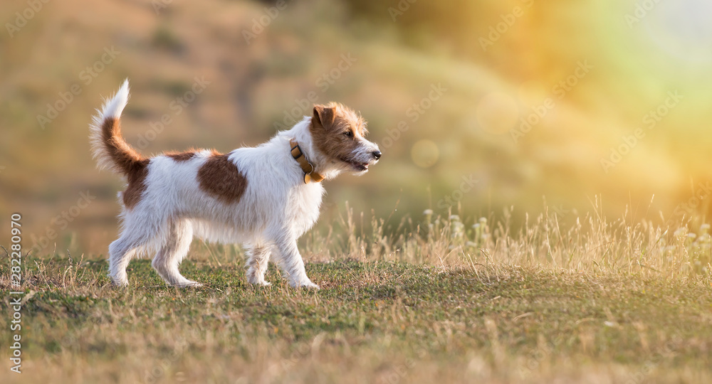 Beautiful jack russell terrier purebred dog Beautiful jack russell terrier purebred dog