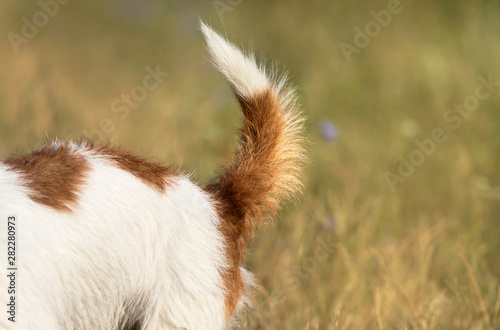 Dog tail, backside closeup of a jack russell pet puppy © Reddogs