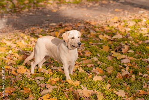 White young labrador retriever in autumn park