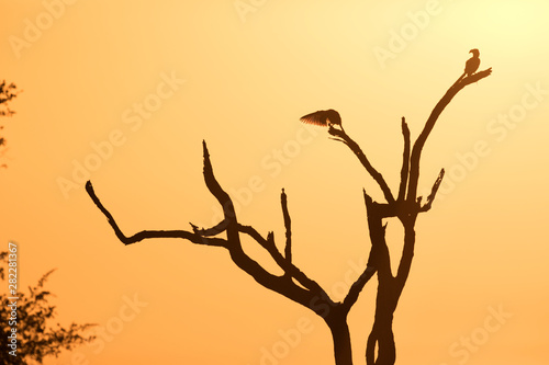 Back-light of african bird at sunset