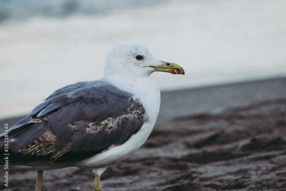 Photo of the details of a seagull looking towards sea Photo of the details of a seagull looking towards sea