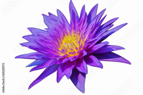 Purple lotus isolated