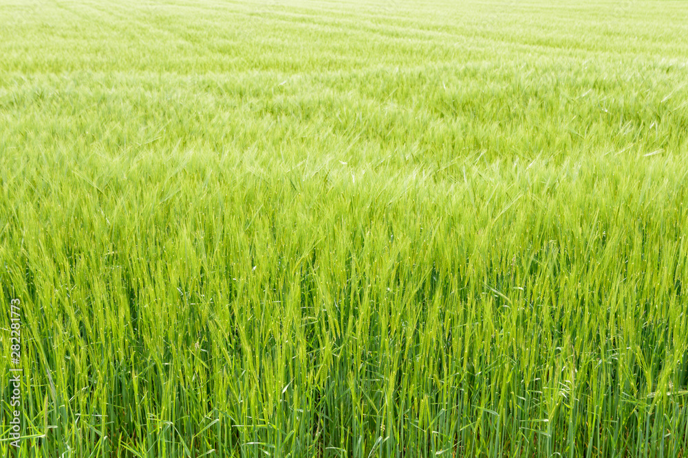 Agricultural field with growing young ears of cereal Agricultural field with growing young ears of cereal