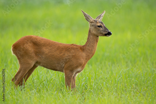 Fototapeta Naklejka Na Ścianę i Meble -  Side view of roe deer, capreolus capreolus, doe in summer standing on a meadow with green grass looking away. Unaware female animal in nature with blurred background and copy space.