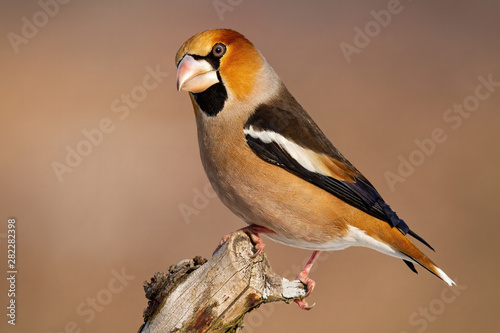 Fotografia Side view of male hawfinch, coccothraustes coccothraustes, sitting on a branch in winter with copy space
