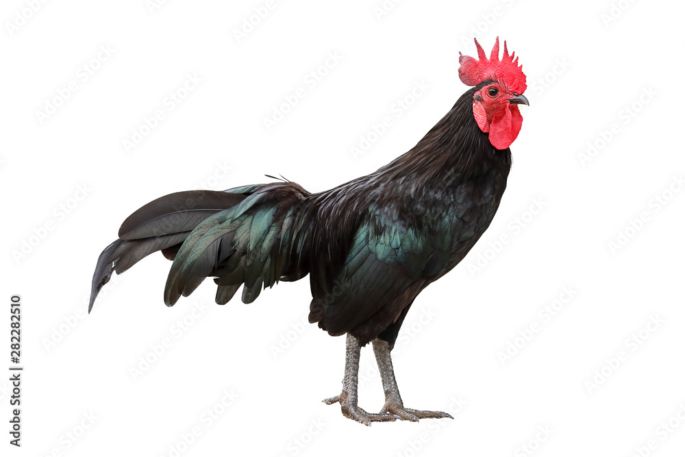 Black rooster isolated on white background.